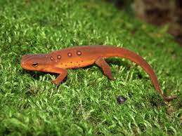 Eastern-newt