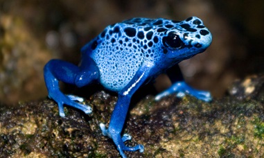 Blue-Poison-Dart-Frog