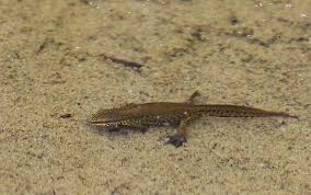 Palmate-newt