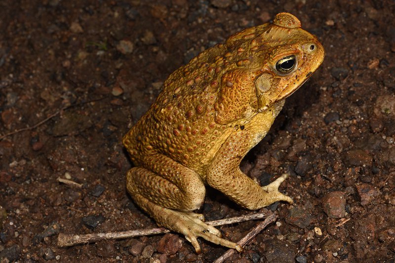 CANE TOAD