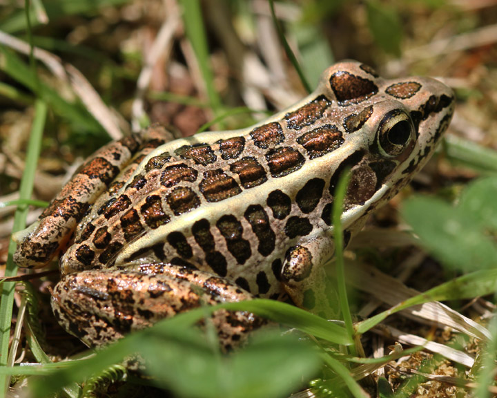 pickerel-frog